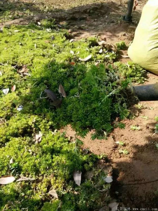 佛甲草基地實(shí)拍圖片 佛甲草基地實(shí)拍圖片