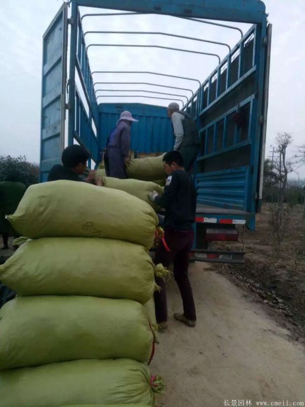 佛甲草基地實(shí)拍圖片 佛甲草基地實(shí)拍圖片