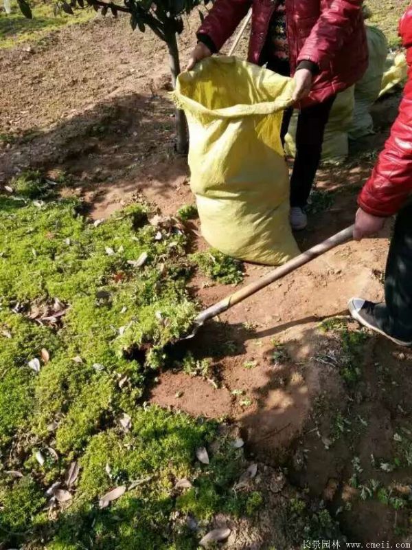 佛甲草基地實(shí)拍圖片 佛甲草基地實(shí)拍圖片