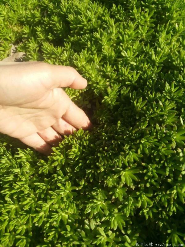 佛甲草基地實(shí)拍圖片 佛甲草基地實(shí)拍圖片