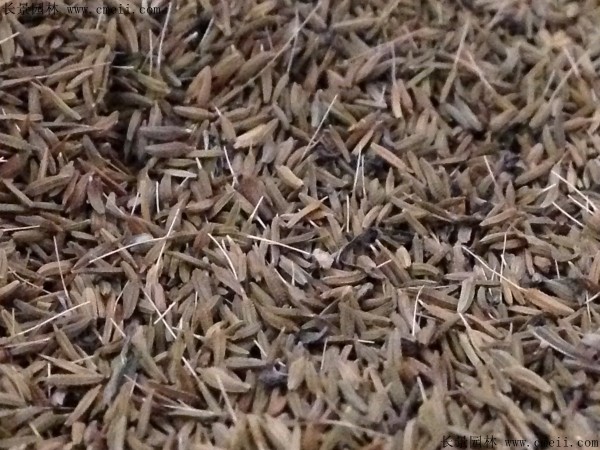 婆婆丁種子圖片 婆婆丁種子圖片