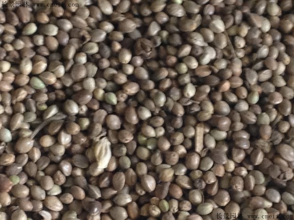 火麻種子圖片 火麻種子圖片