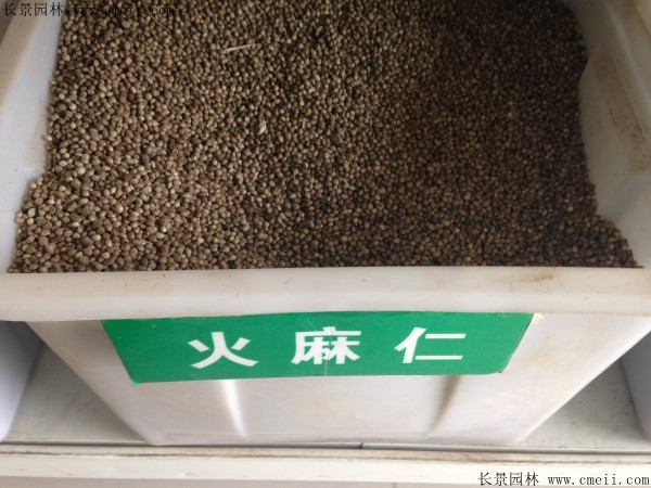 火麻種子圖片 火麻種子圖片