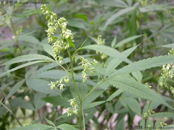 火麻種子圖片 火麻種子圖片