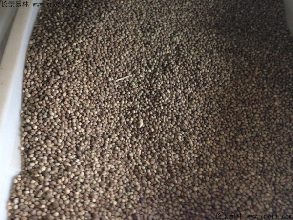 火麻種子圖片 火麻種子圖片