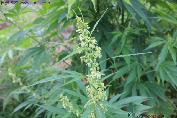 火麻種子圖片 火麻種子圖片