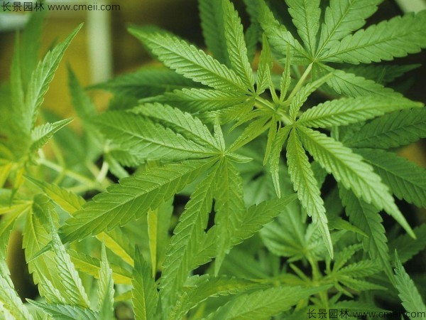 火麻種子圖片 火麻種子圖片