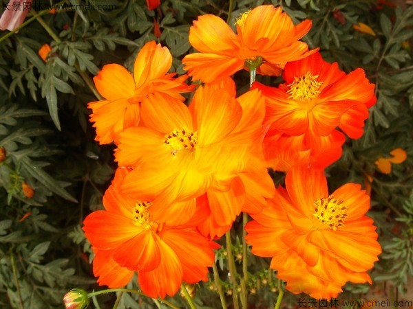 硫華菊種子發(fā)芽出苗圖片 硫華菊種子發(fā)芽出苗圖片