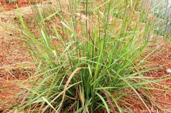 披堿草種子圖片發(fā)芽出苗 披堿草種子圖片發(fā)芽出苗