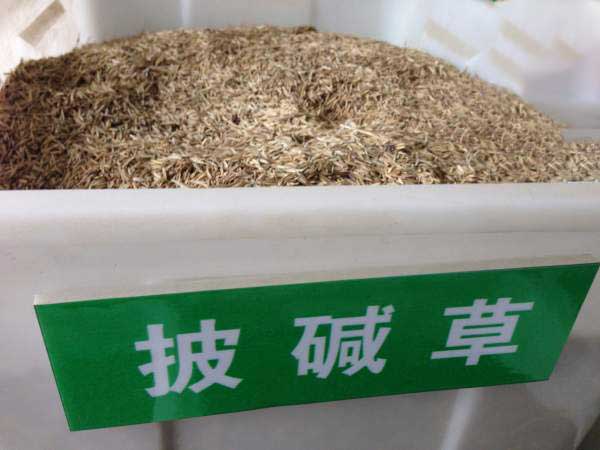 披堿草種子圖片 披堿草種子圖片