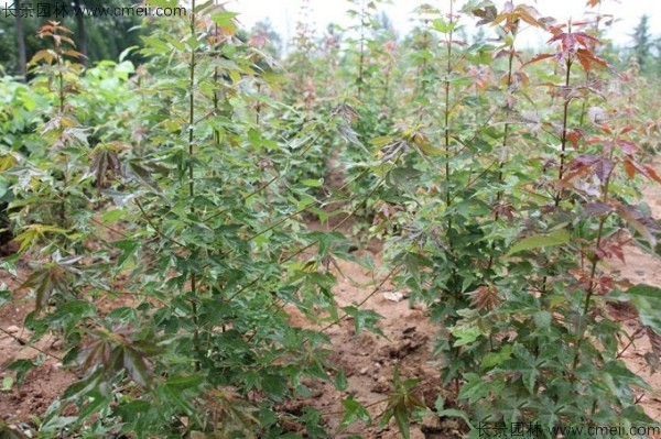 三角楓種子發(fā)芽出苗圖片 三角楓種子發(fā)芽出苗圖片