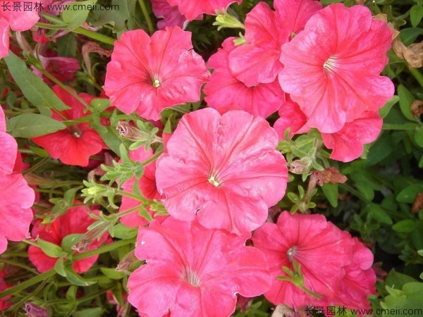 牽?；ǚN子發(fā)芽出苗開(kāi)花圖片