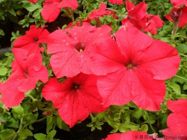 牽?；ǚN子發(fā)芽出苗開(kāi)花圖片