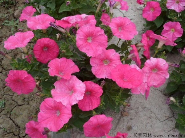 牽?；ǚN子發(fā)芽出苗開(kāi)花圖片