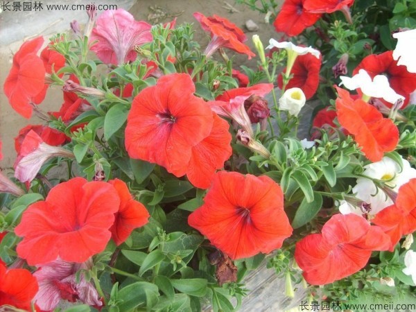 牽?；ǚN子發(fā)芽出苗開(kāi)花圖片