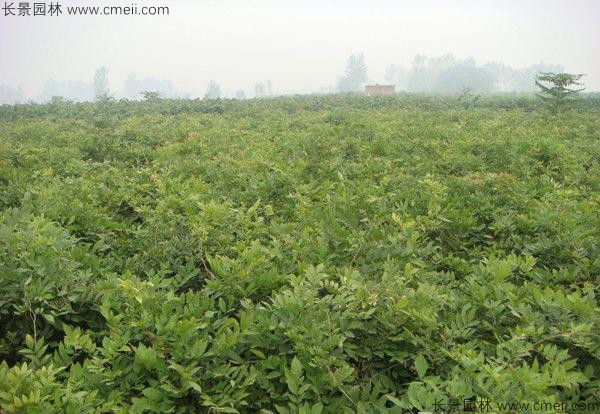 紫藤種子發(fā)芽出苗圖片