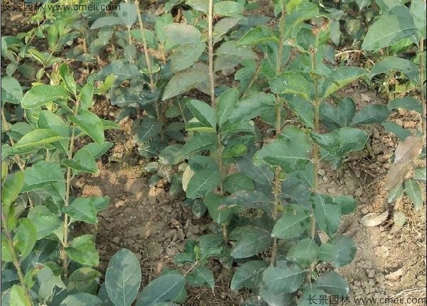 流蘇種子發(fā)芽出苗圖片 流蘇種子發(fā)芽出苗圖片