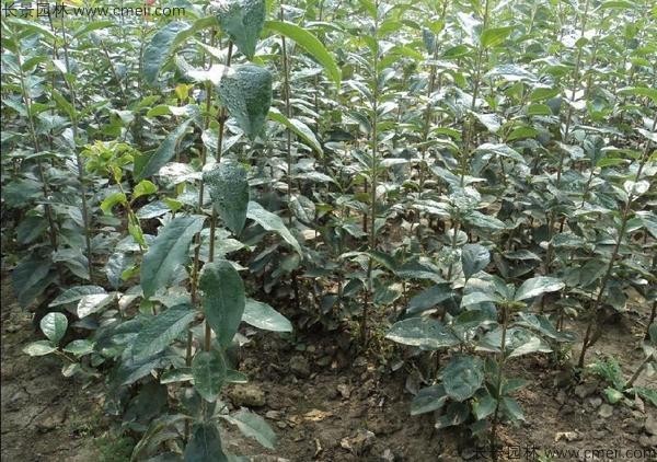 流蘇種子發(fā)芽出苗圖片 流蘇種子發(fā)芽出苗圖片