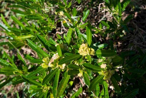 車桑種子發(fā)芽出苗圖片 車桑種子發(fā)芽出苗圖片