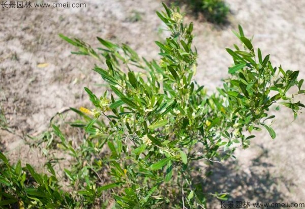 車桑種子發(fā)芽出苗圖片 車桑種子發(fā)芽出苗圖片