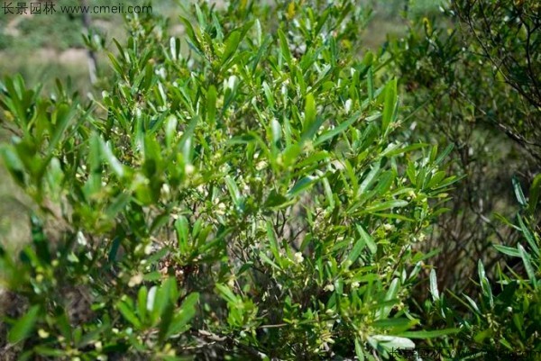 車桑種子發(fā)芽出苗圖片 車桑種子發(fā)芽出苗圖片