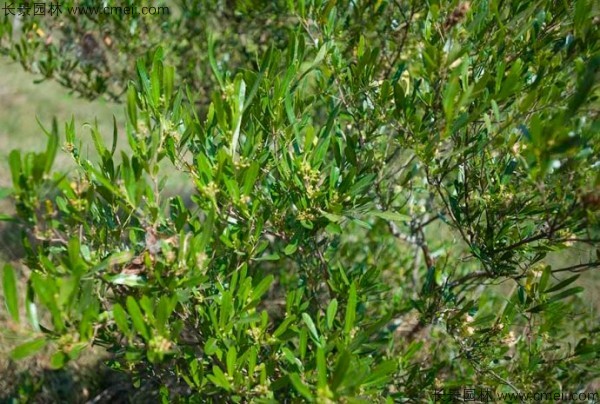 車桑種子發(fā)芽出苗圖片 車桑種子發(fā)芽出苗圖片