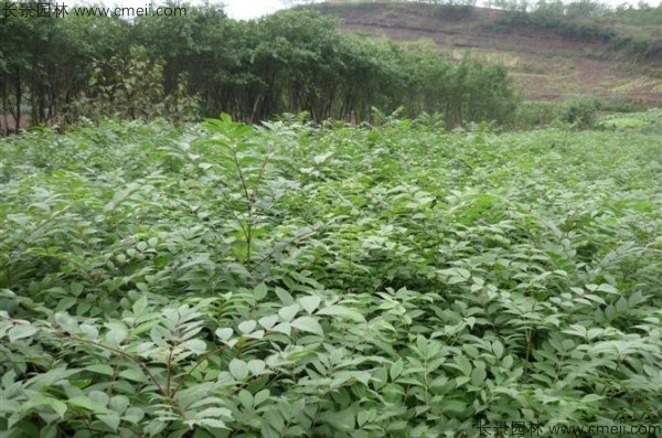 黃菠蘿種子發(fā)芽出苗圖片