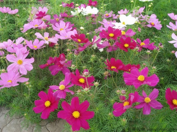 格?；ǚN子發(fā)芽出苗開花圖片