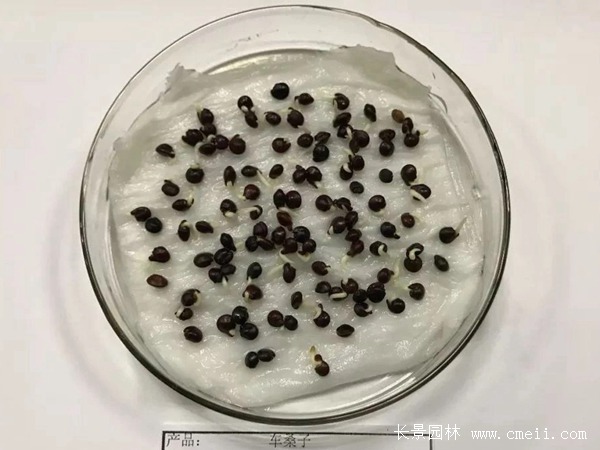 車桑子種子 車桑子種子