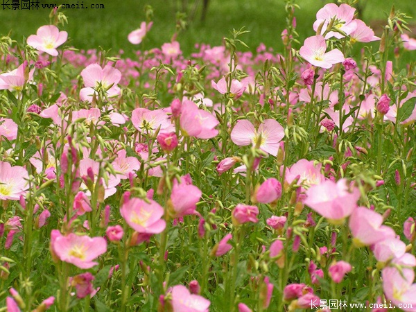 月見(jiàn)草 月見(jiàn)草