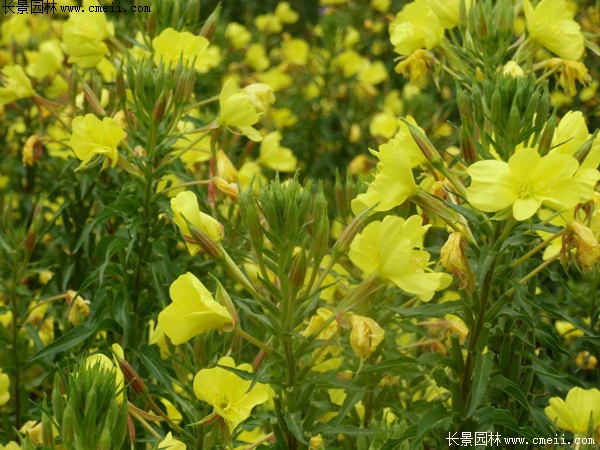 月見(jiàn)草 月見(jiàn)草