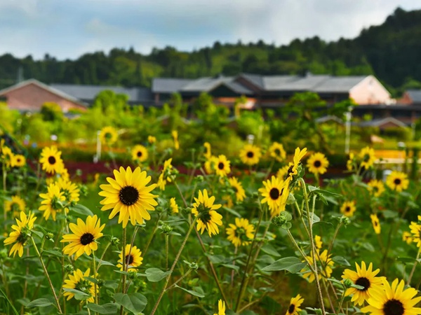 多頭向日葵 多頭向日葵