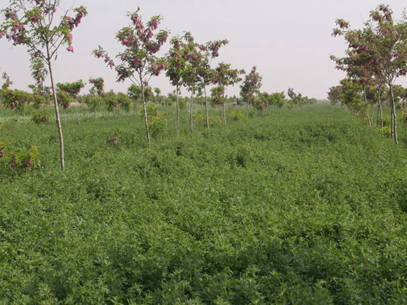 進(jìn)口苜蓿 進(jìn)口苜蓿