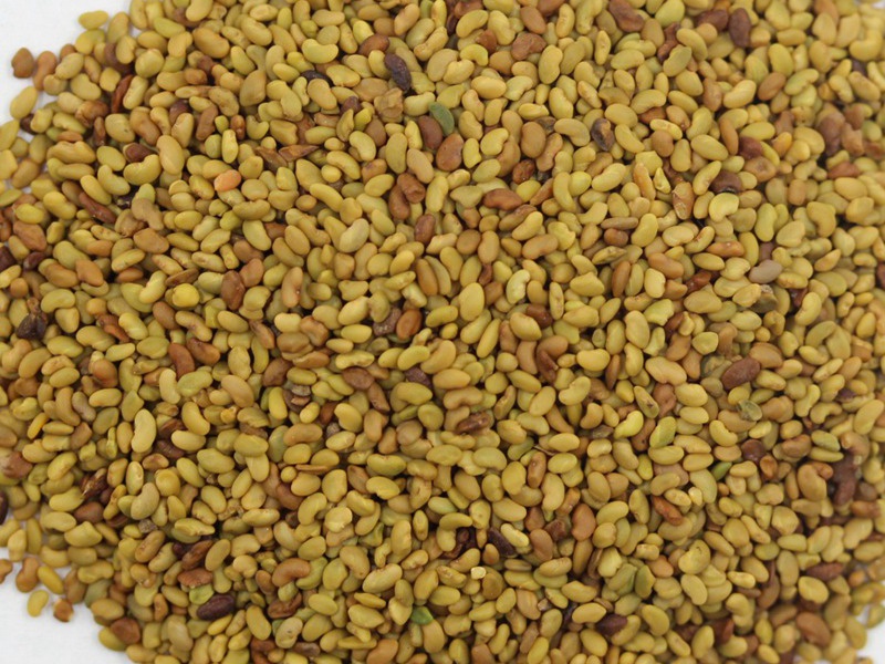 國(guó)產(chǎn)苜蓿種子 國(guó)產(chǎn)苜蓿種子