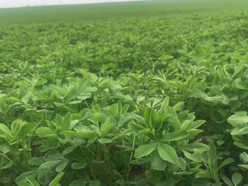 紫花苜蓿 紫花苜蓿