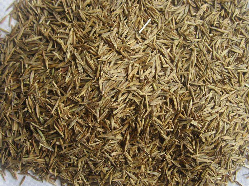 無芒雀麥種子 無芒雀麥種子