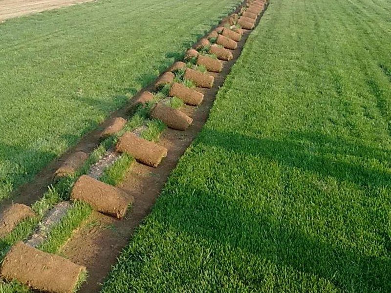 護(hù)坡高羊茅 護(hù)坡高羊茅