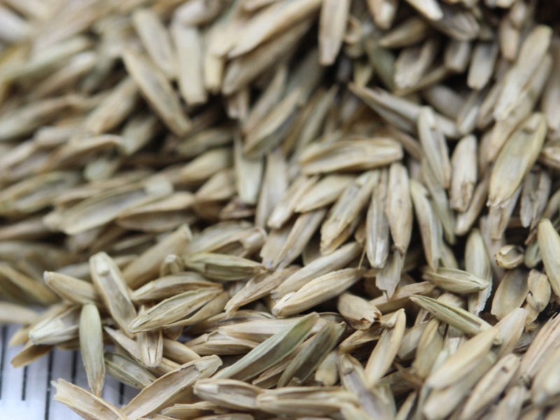 護(hù)坡多年生黑麥草種子 護(hù)坡多年生黑麥草種子