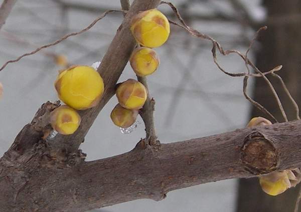 1594969579966635.jpg 臘梅1.jpg