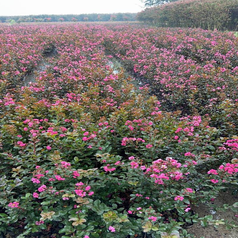 長(zhǎng)景園林矮紫薇 長(zhǎng)景園林矮紫薇