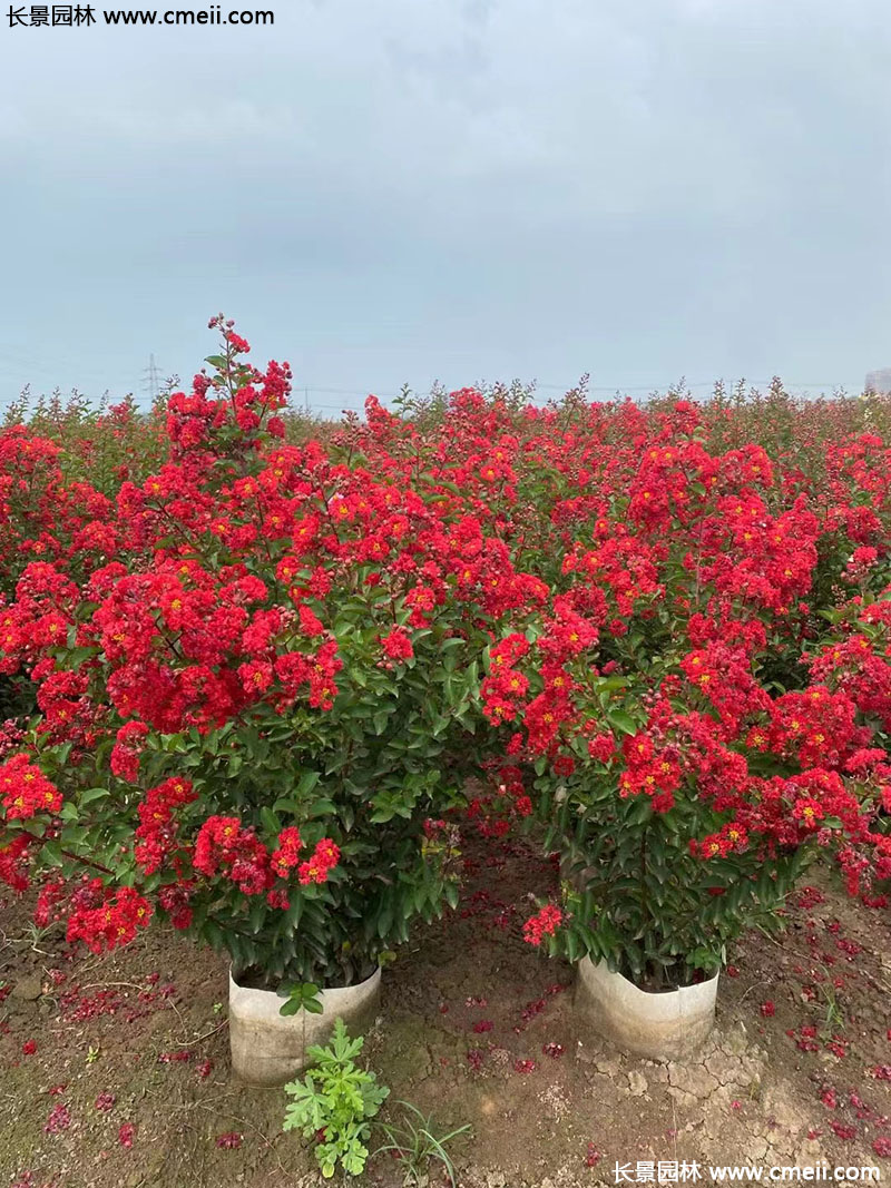 長(zhǎng)景園林矮紫薇 長(zhǎng)景園林矮紫薇