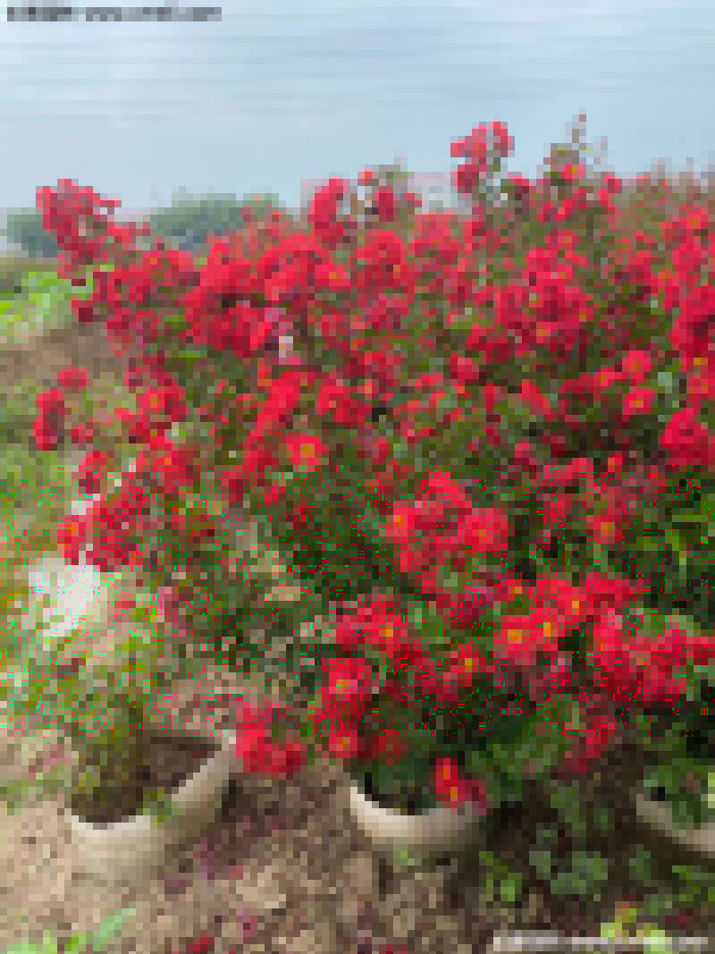 長(zhǎng)景園林矮紫薇 長(zhǎng)景園林矮紫薇