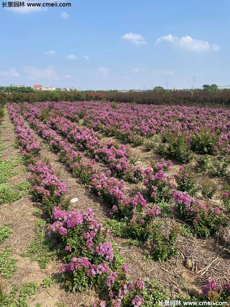 長(zhǎng)景園林矮紫薇 長(zhǎng)景園林矮紫薇