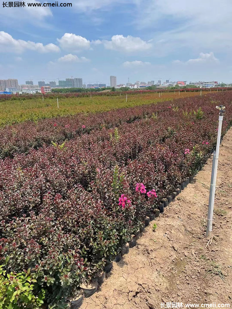 長(zhǎng)景園林矮紫薇 長(zhǎng)景園林矮紫薇