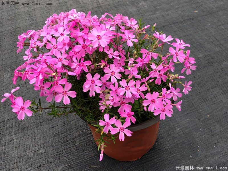 芝櫻120雙色盆芝櫻苗 芝櫻120雙色盆芝櫻苗