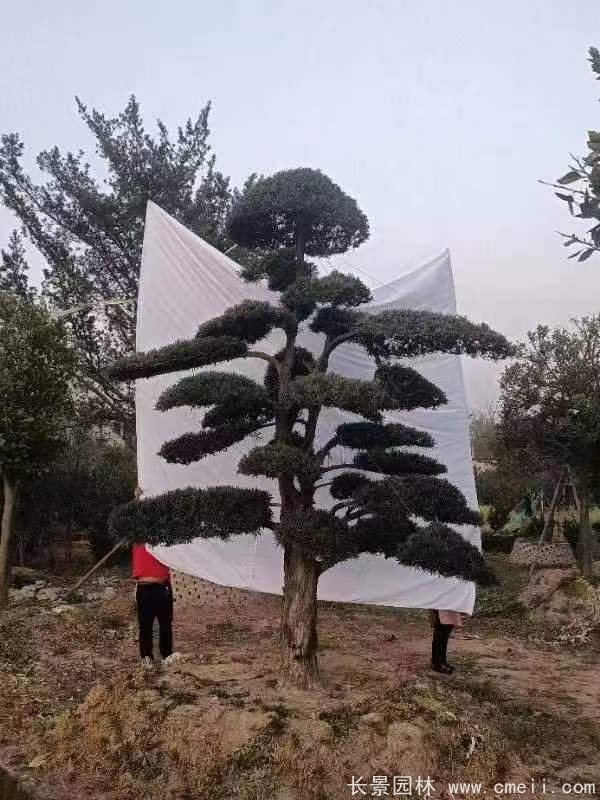 造型羅漢松 造型羅漢松