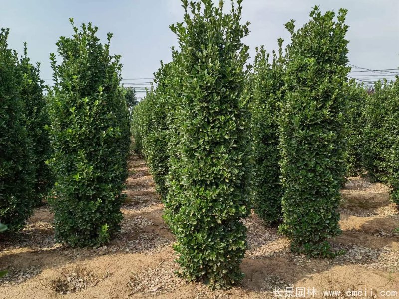 大葉黃楊柱 大葉黃楊柱