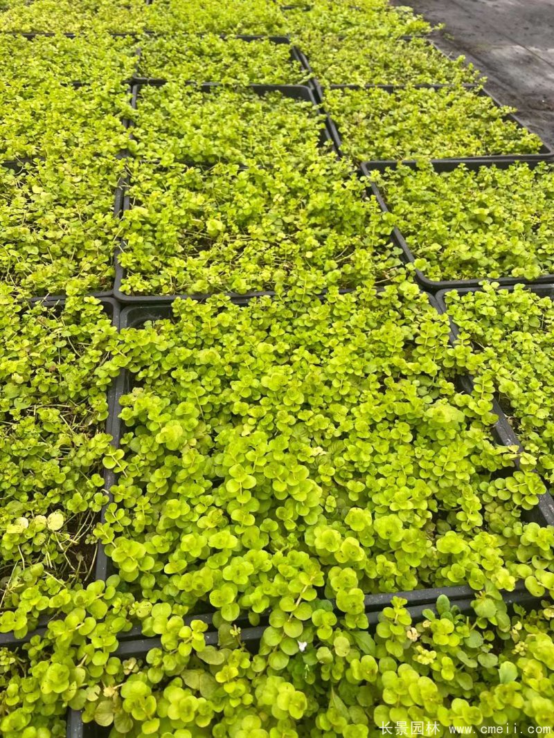 金葉過路黃 金葉過路黃