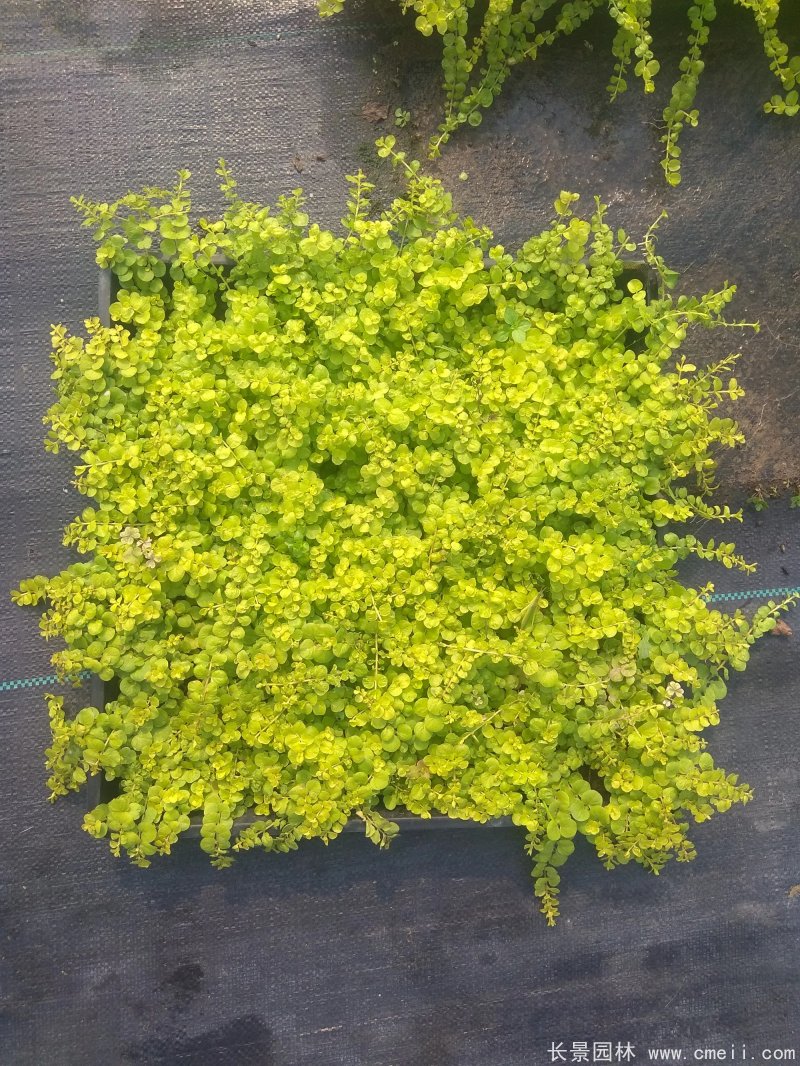 金葉過路黃 金葉過路黃