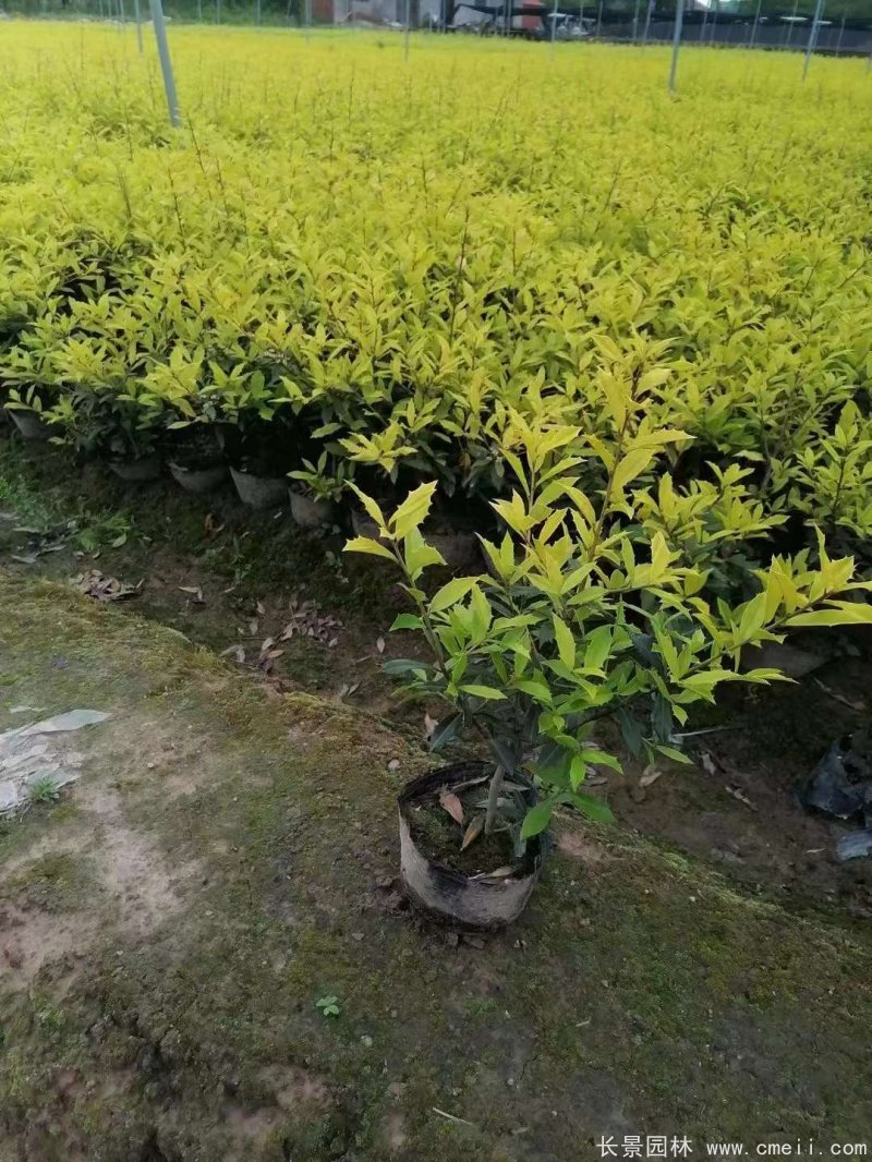 黃金枸骨 黃金枸骨